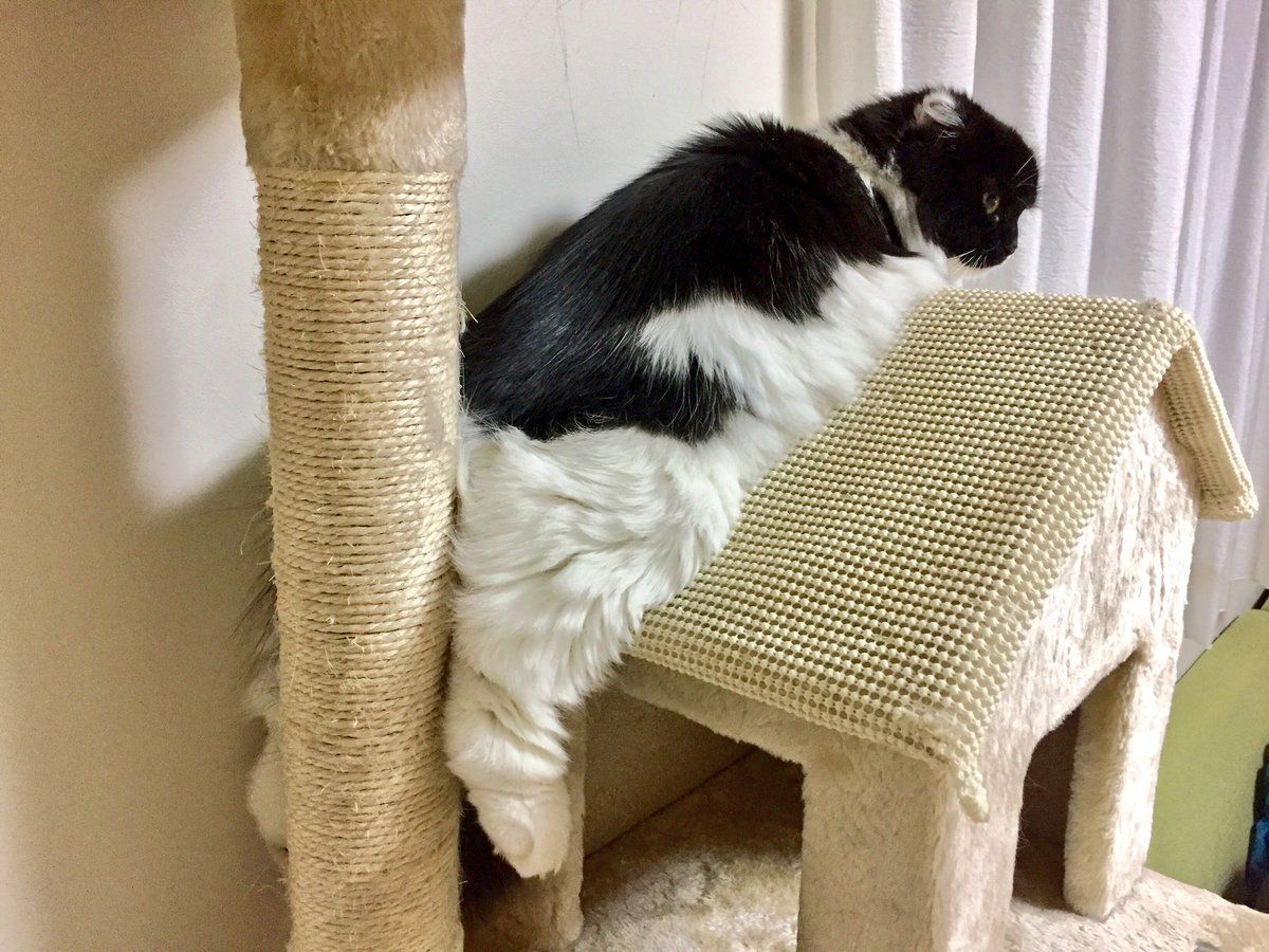 NekonaviJP's tweet photo. 【今日のにゃんこ】

尻留め。

#siristop

すこんぶ@kobcya https://t.co/6vaVwbSEPT