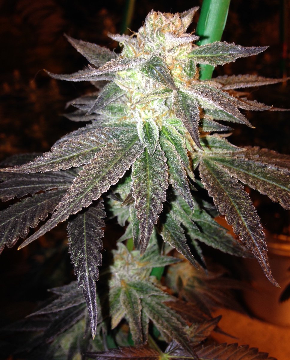 SkunkbeardGenet's tweet photo. This is the #wildanimalcookies right at harvest and the "tucked in to bed" stage as we call it during the hang dry #propercannabiscure #cannabisseeds #thc4ptsd
#skunkbeardgenetics https://t.co/LJdBtx8q89