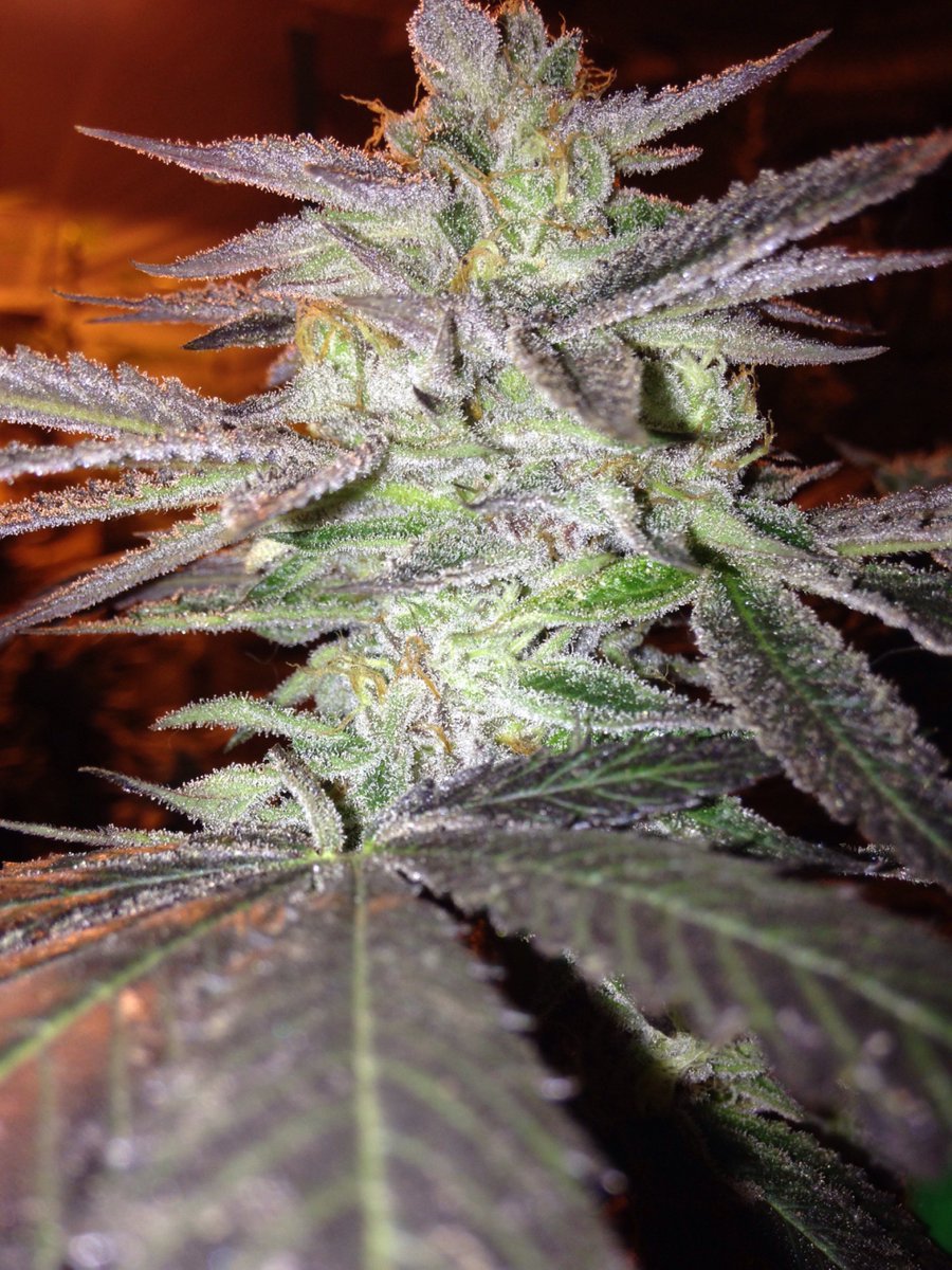 SkunkbeardGenet's tweet photo. This is the #wildanimalcookies right at harvest and the "tucked in to bed" stage as we call it during the hang dry #propercannabiscure #cannabisseeds #thc4ptsd
#skunkbeardgenetics https://t.co/LJdBtx8q89