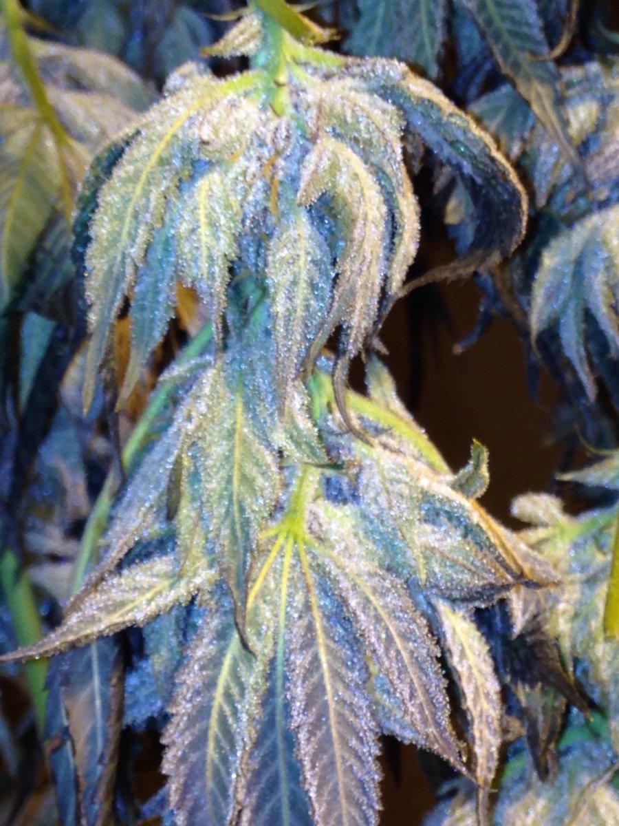 SkunkbeardGenet's tweet photo. This is the #wildanimalcookies right at harvest and the "tucked in to bed" stage as we call it during the hang dry #propercannabiscure #cannabisseeds #thc4ptsd
#skunkbeardgenetics https://t.co/LJdBtx8q89