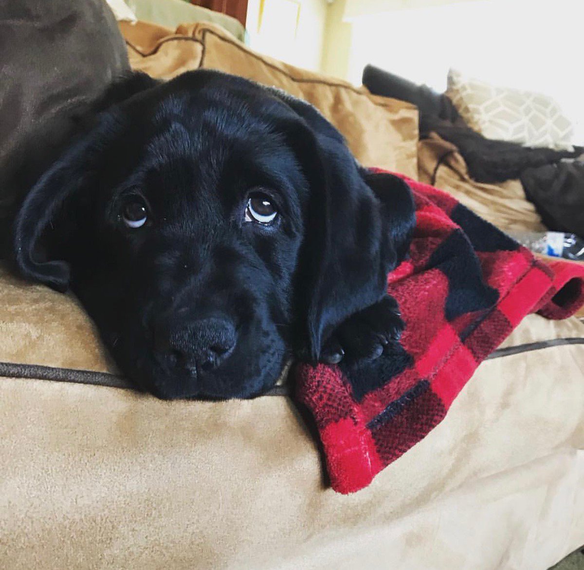 Take advantage of our amazing Winter Snuggles promotion! Automatically receive 20% off your entire order when you purchase 2 or more dog blankets or throws. Keep one in the car, on the bed and on your couch for the ultimate winter snuggle companion. Shop: bit.ly/2lYs488