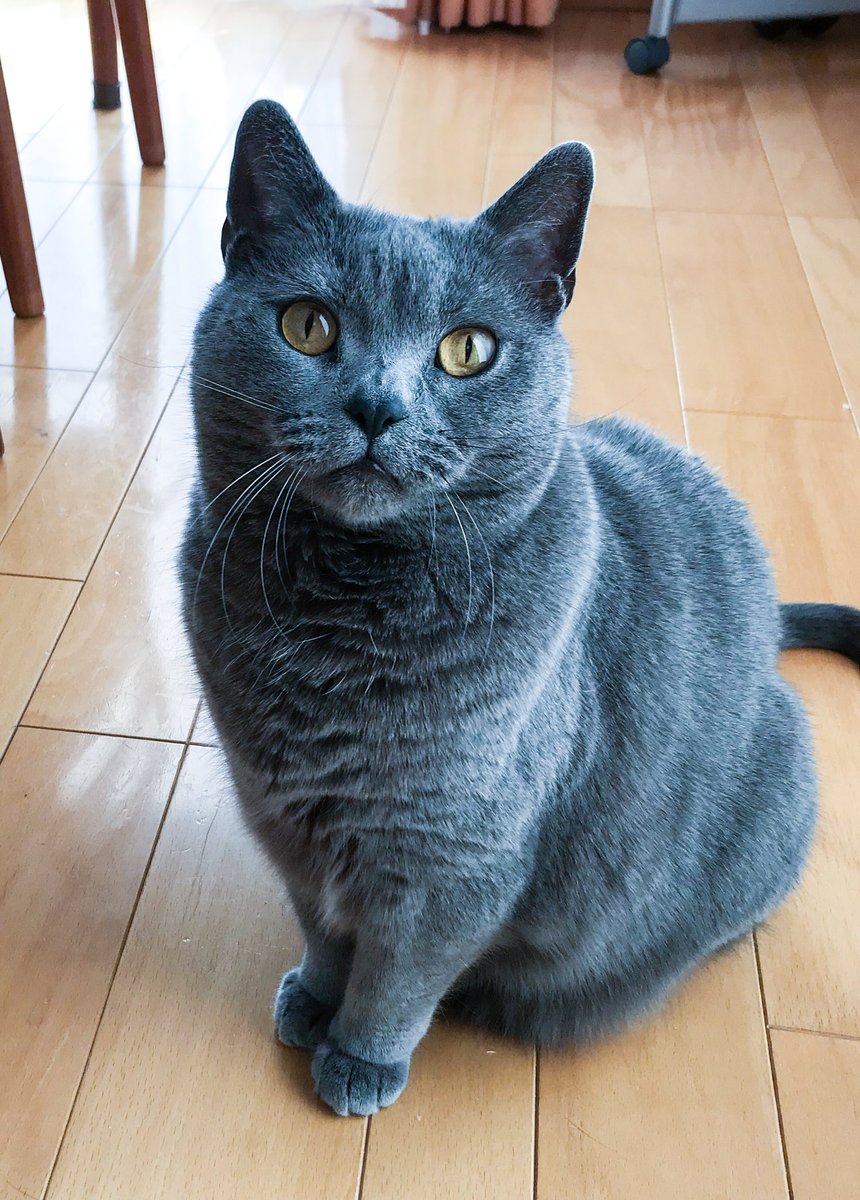 猫の手にできるあの線は実にけしからんので けしかライン と名付けよう 超分かる けしからん Togetter