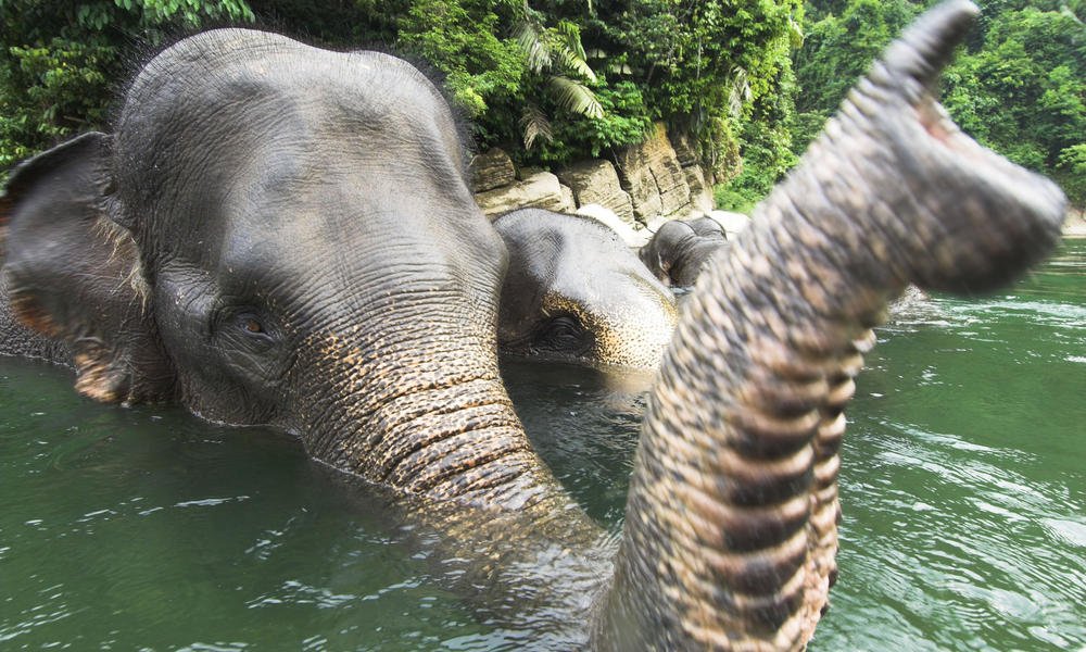 ElephantMovie's tweet photo. Sunday's Elee facts :) https://t.co/jWNPbcKrVR https://t.co/IoGpfdZwon