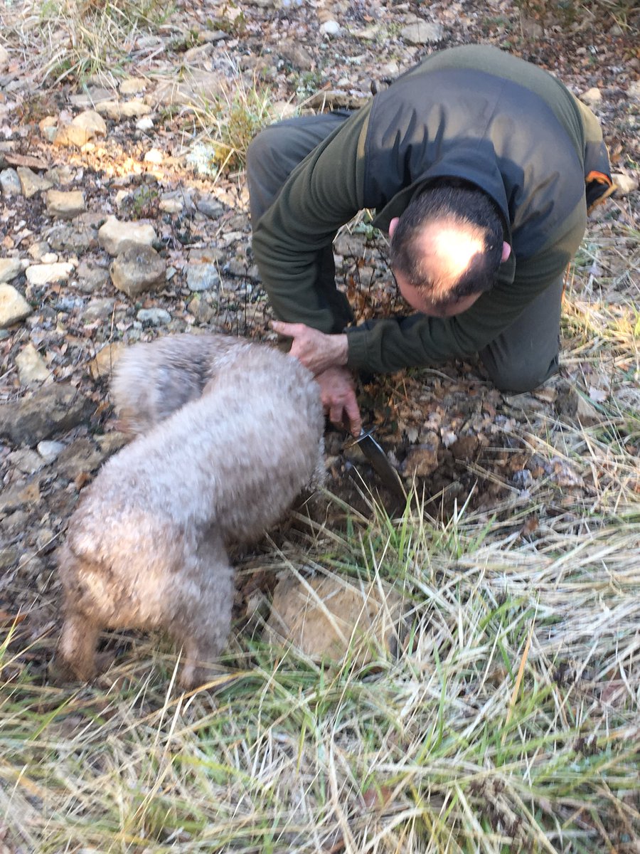 antonlalo's tweet photo. Gran xperiencia en El Valle de Valdegovía en Alava aprendiendo de trufas de invierno. https://t.co/bAed279VCH