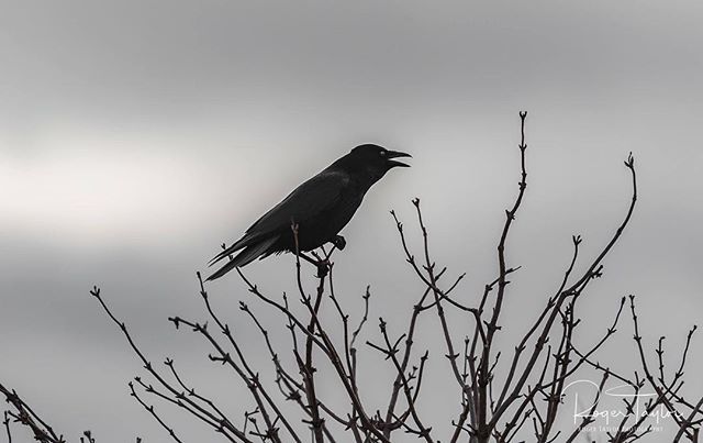 rogertaylorphot's tweet photo. A nice trip to Rainham marshes  #nikon #nature #rspb #photography #wildlife #birdsofinstagram #carrioncrow #bird #naturephotography #rspb_love_nature #carrioncrows #crow #photographer #birds #wildlifephotography #nikonphotography #crowsofinstagram #wildb… https://t.co/l3oaxiLK41 https://t.co/kmXjTQxDLd