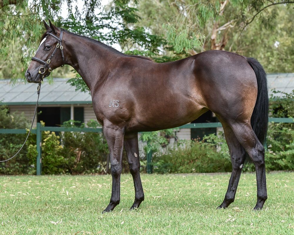 Gorgeous strong filly from the first crop of Olympic Glory is Lot 309 from the draft of Bhima Stud at Inglis Classic Sale. BOBS eligible filly from the family of Solar Charged and her brilliant daughter Sunlight!

<a href="/ArrowfieldStud/">Arrowfield Stud</a> <a href="/inglis_sales/">Inglis</a> <a href="/BhimaTBreds/">Bhima Thoroughbreds</a>