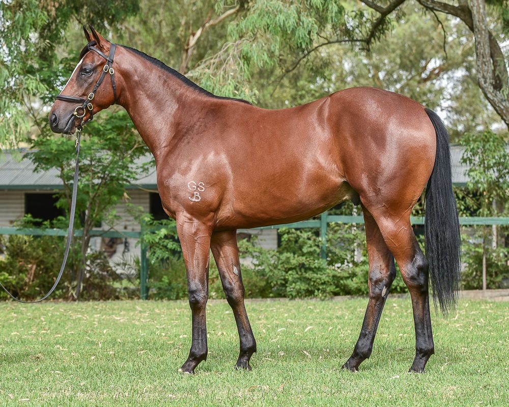 From the first crop of top 2YO Sidestep is this BOBS eligible colt at Inglis Classic. Offered by Bhima Stud, Lot 239 is a half-brother to multiple Group winner Judged.

<a href="/DarleyStallions/">Darley</a> <a href="/inglis_sales/">Inglis</a> <a href="/BhimaTBreds/">Bhima Thoroughbreds</a>