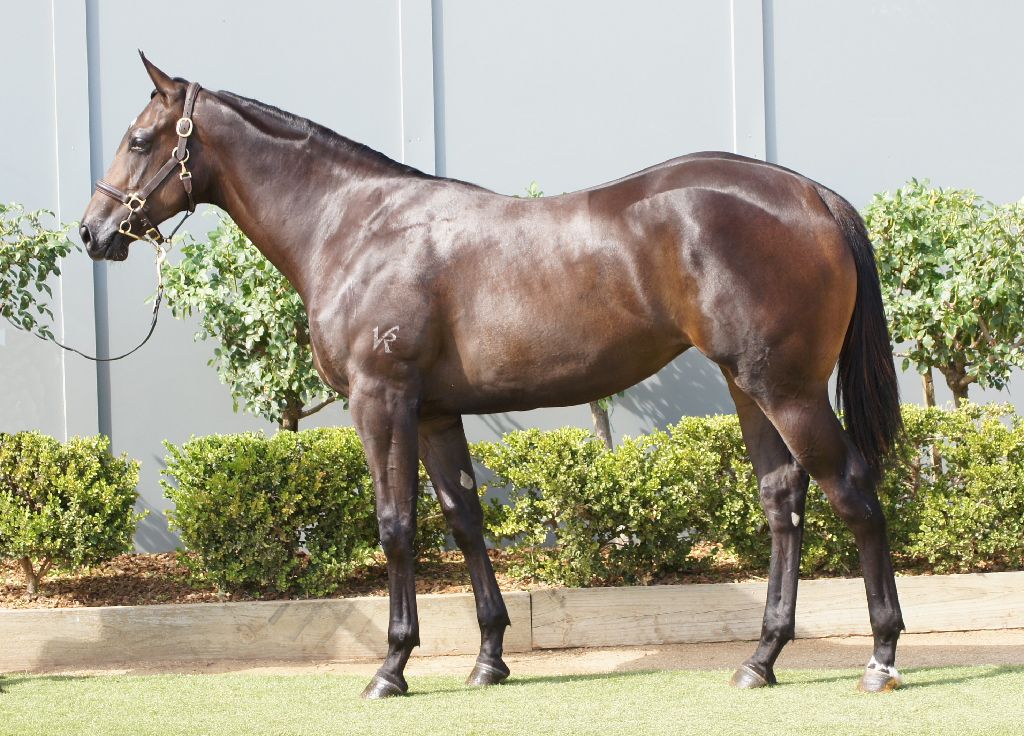 Lot 500 at Inglis Classic is the BOBS Eligible filly from the first crop of Deep Field. This filly of Bowness Stud is from a winning Commands mare, from the family of outstanding 3YO filly Champagne Cuddles.

<a href="/BownessStud/">Bowness Stud & Watershed Farm</a> <a href="/inglis_sales/">Inglis</a> <a href="/NewgateFarm/">Newgate</a>