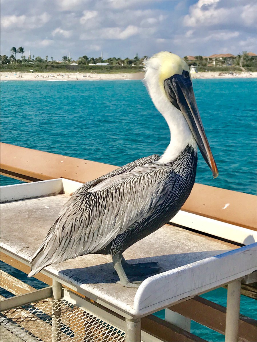 <a href="/StaySaltyFla/">StaySalty Florida</a> <a href="/JunoBeachPier/">Juno Beach Pier</a>