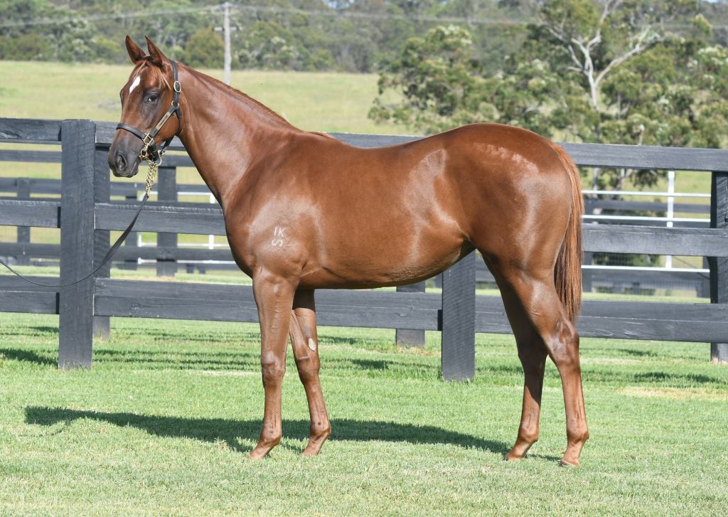From the first crop of Deep Field is this powerhouse filly to be offered by Edinburgh Park at Inglis Classic Sale. Selling as Lot 68, she is from the family of G1W Criterion and is BOBS eligible.

@edinburgh_park <a href="/NewgateFarm/">Newgate</a> <a href="/inglis_sales/">Inglis</a>