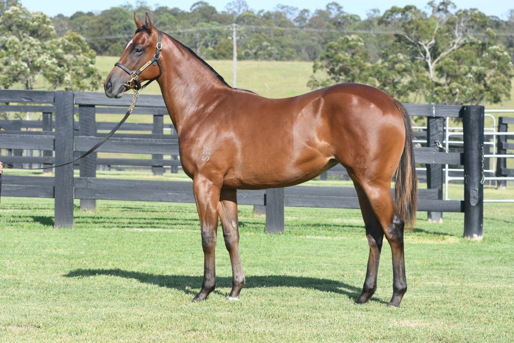From the first crop of Rubick is this precocious BOBS Eligible filly to be offered as Lot 619 at Inglis Classic Sale by Edinburgh Park.

<a href="/inglis_sales/">Inglis</a> @edinburgh_park <a href="/CoolmoreAus/">Coolmore Australia</a>
