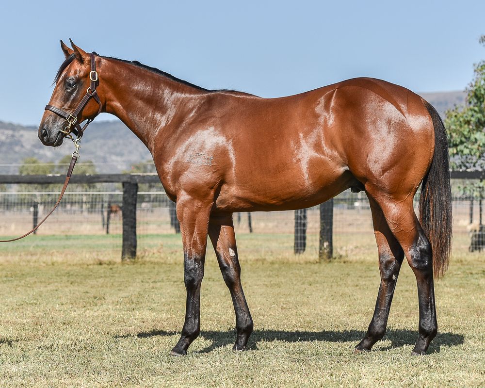 From the first crop of sadly ill-fated stallion Time For War is this gorgeous bay colt at Inglis Classic. A BOBS Eligible yearling, he will be offered as Lot 495 by Kitchen Hills.

<a href="/KitchwinHills/">Kitchwin Hills</a> <a href="/inglis_sales/">Inglis</a> <a href="/Darby_Racing/">Darby Racing</a>