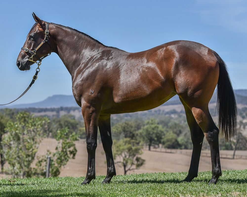 From the first crop of G1 winning sire Wandjina is this powerful filly from Listed winning Tale of the Cat mare Amazing Tale. A BOBS eligible filly, she will be offered as Lot 257 at Inglis Classic by Middlebrook Valley Lodge.

<a href="/inglis_sales/">Inglis</a> <a href="/NewgateFarm/">Newgate</a>