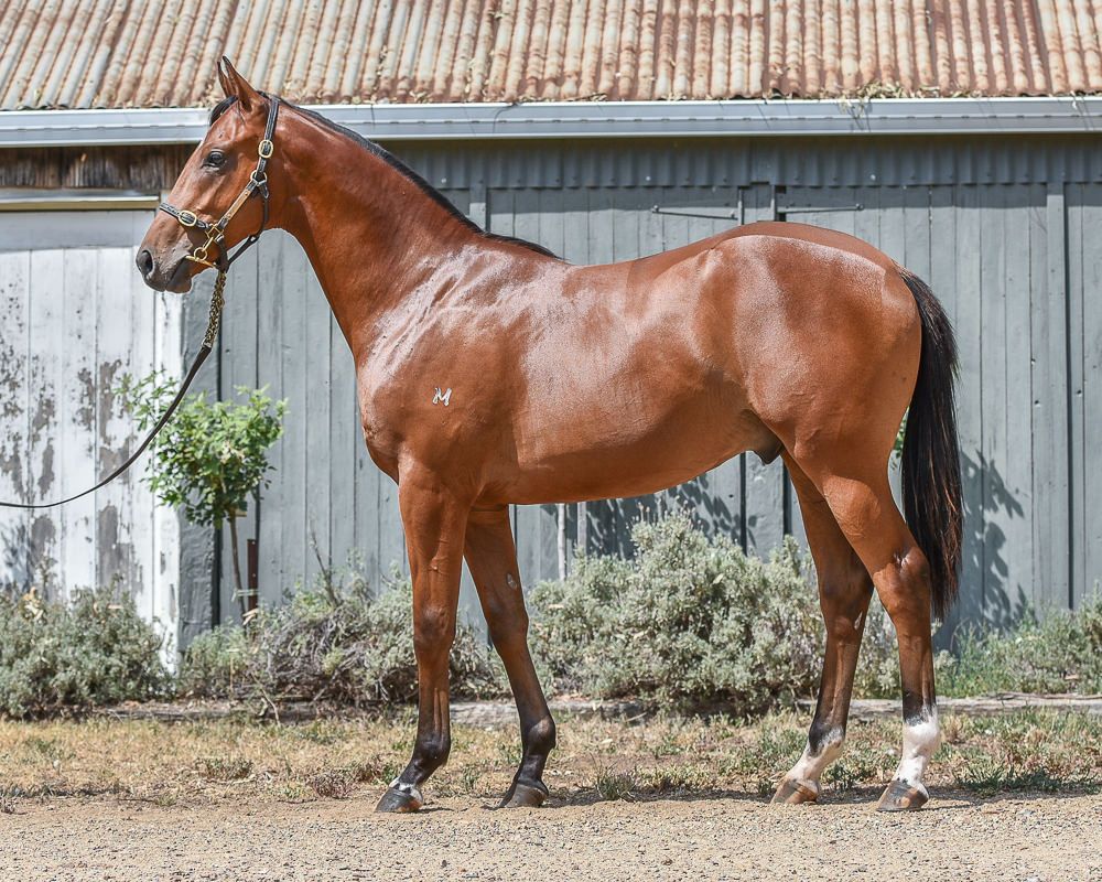 Out of a half-sister to top performer Tarquin is this BOBS eligible colt by outstanding sire I Am Invincible. To be offered as Lot 98 by Murrulla Stud at Inglis Classic.

<a href="/murrullastud/">Murrulla Stud</a> <a href="/yarramanpark/">Yarraman Park Stud</a> <a href="/inglis_sales/">Inglis</a>