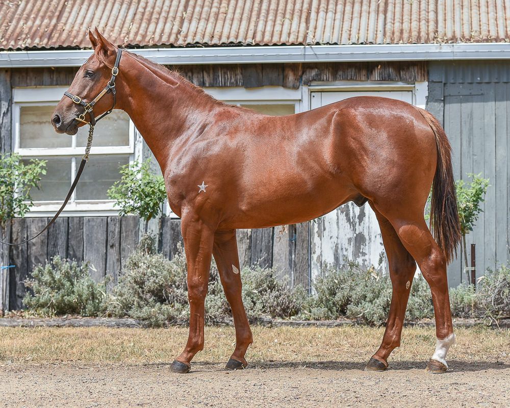 From the first crop of G1 Caulfield Guineas winner Shooting To Win is Lot 351 at Inglis Classic, the BOBS Eligible colt from Listed winner Darci’s Dream to be offered by Murrulla Stud.

<a href="/inglis_sales/">Inglis</a> <a href="/murrullastud/">Murrulla Stud</a> <a href="/DarleyStallions/">Darley</a>