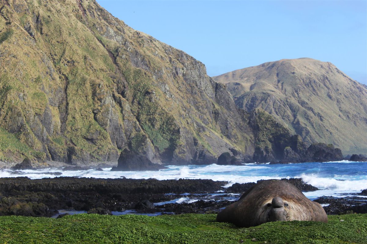 Macquarie island wildlife sanctuary Macquarie island wildlife sanctuary