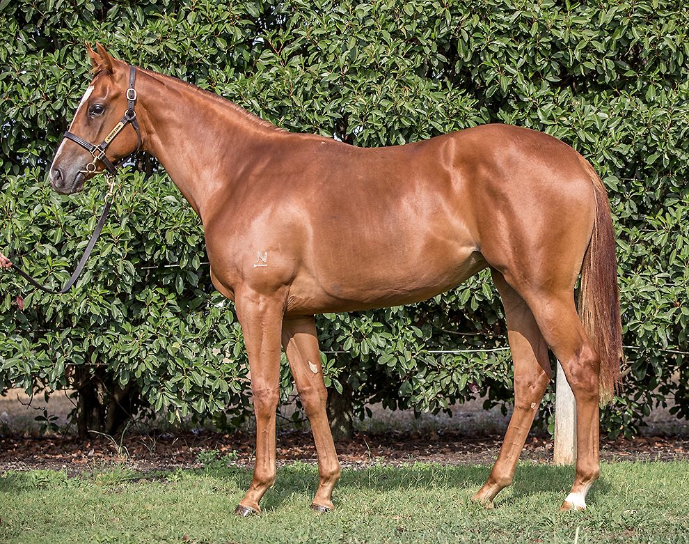 Lot 90 at Inglis Classic is the BOBS Eligible filly by first season sire Dissident, a powerful type. Offered by Newgate Farm, she is the second foal of winning Not A Single Doubt mare Charity Belle.

<a href="/inglis_sales/">Inglis</a> <a href="/NewgateFarm/">Newgate</a>