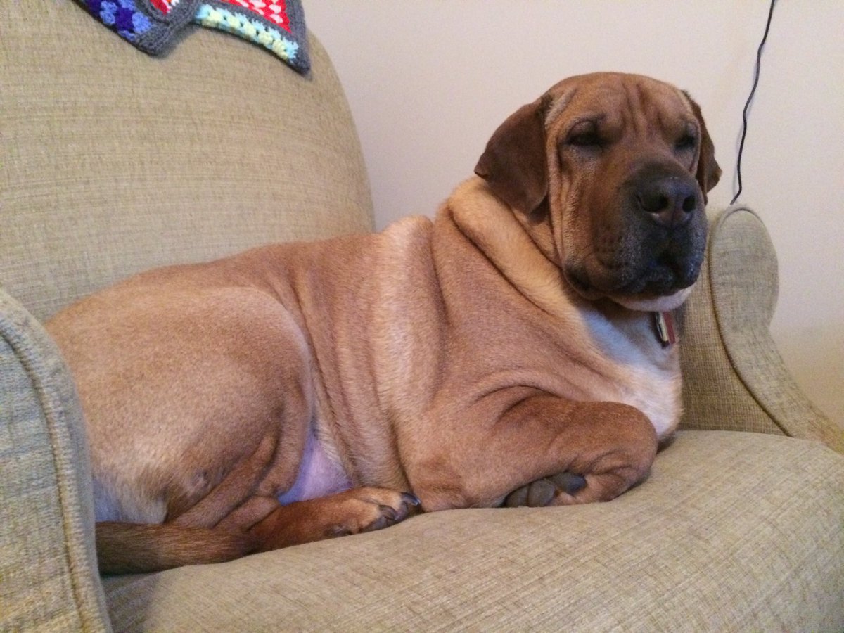 hannakoder's tweet image. I haven’t tweeted since 2015, so here’s a pic of my obese dog.
