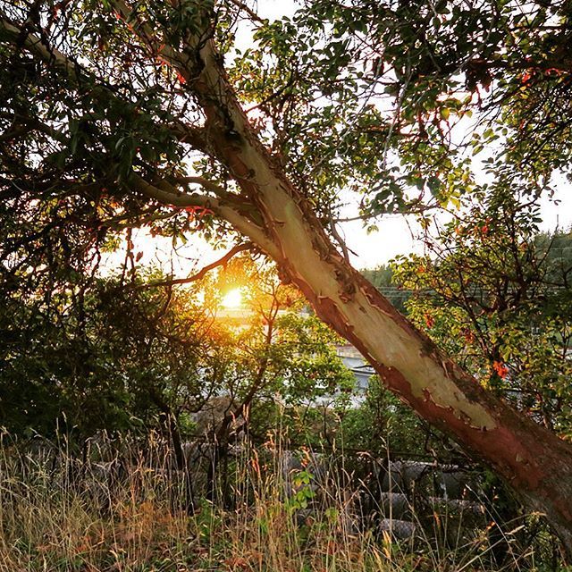 Socially_Monica's tweet photo. Arbutus tree at sunset spotted while hiking in Powell River.🔥🧡Thinking of summer fun away from all this rain...
.
.
.
.
#rainraingoaway #dreamingofsunshine #powellriver #arbutustree #sunshinecoastbc #getoutside #sunset #supernaturalbc #treeonfire #su… https://t.co/fhDQqBzjn3 https://t.co/WRfdtV0q3t