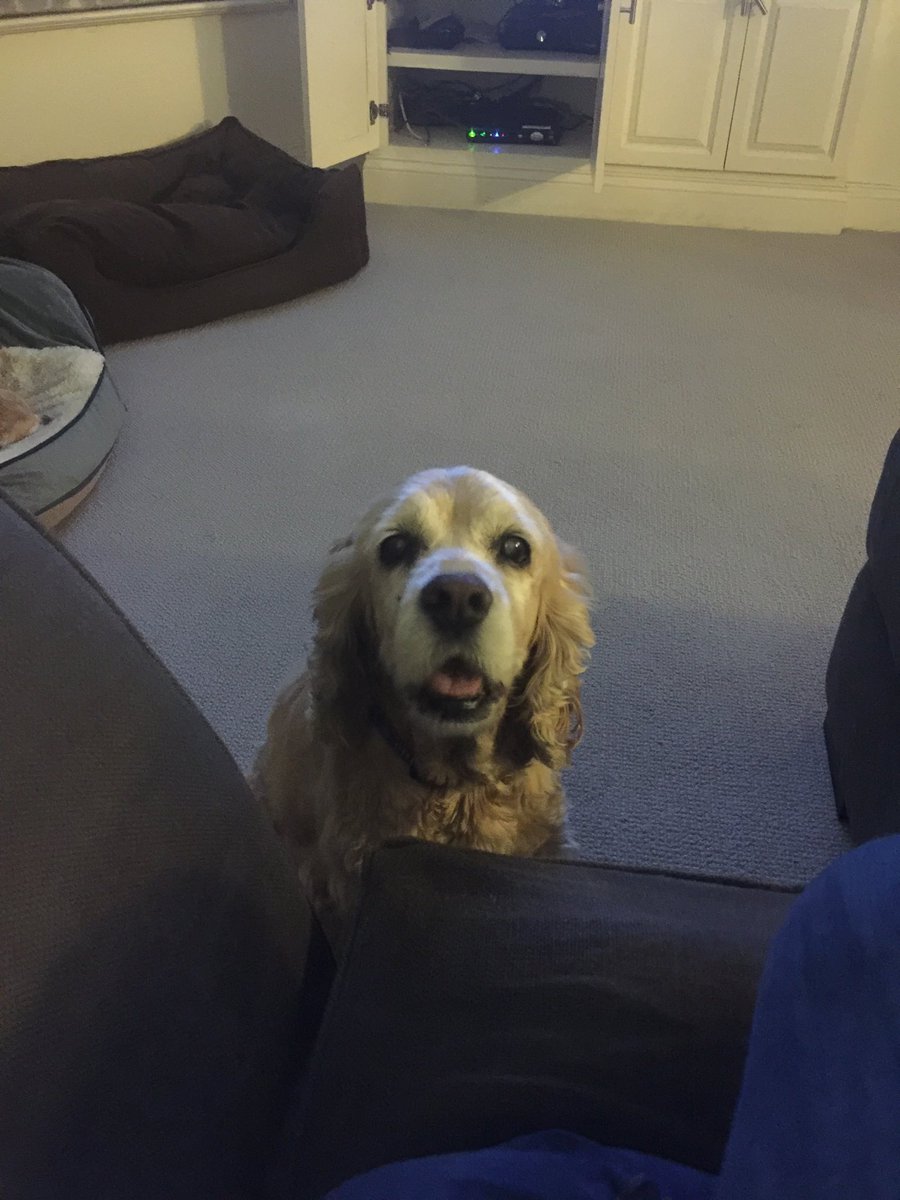 Mo_Brien's tweet image. The face of an experienced and remorseless beggar