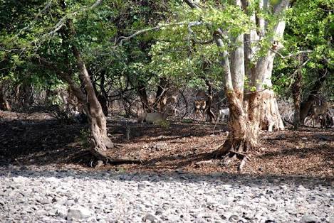 micnewdelhi's tweet photo. Katepurna Wildlife Sanctuary: In #Akola dist. Sanctuary encompasses the florishing catchment area of the huge #Katepurna reservoir. It has more number of #Antelopes than any other in #India. It also has a morethan average population of Blackbucks
#VisitAkola
#VisitMaharashtra https://t.co/YXlhGYyeXQ