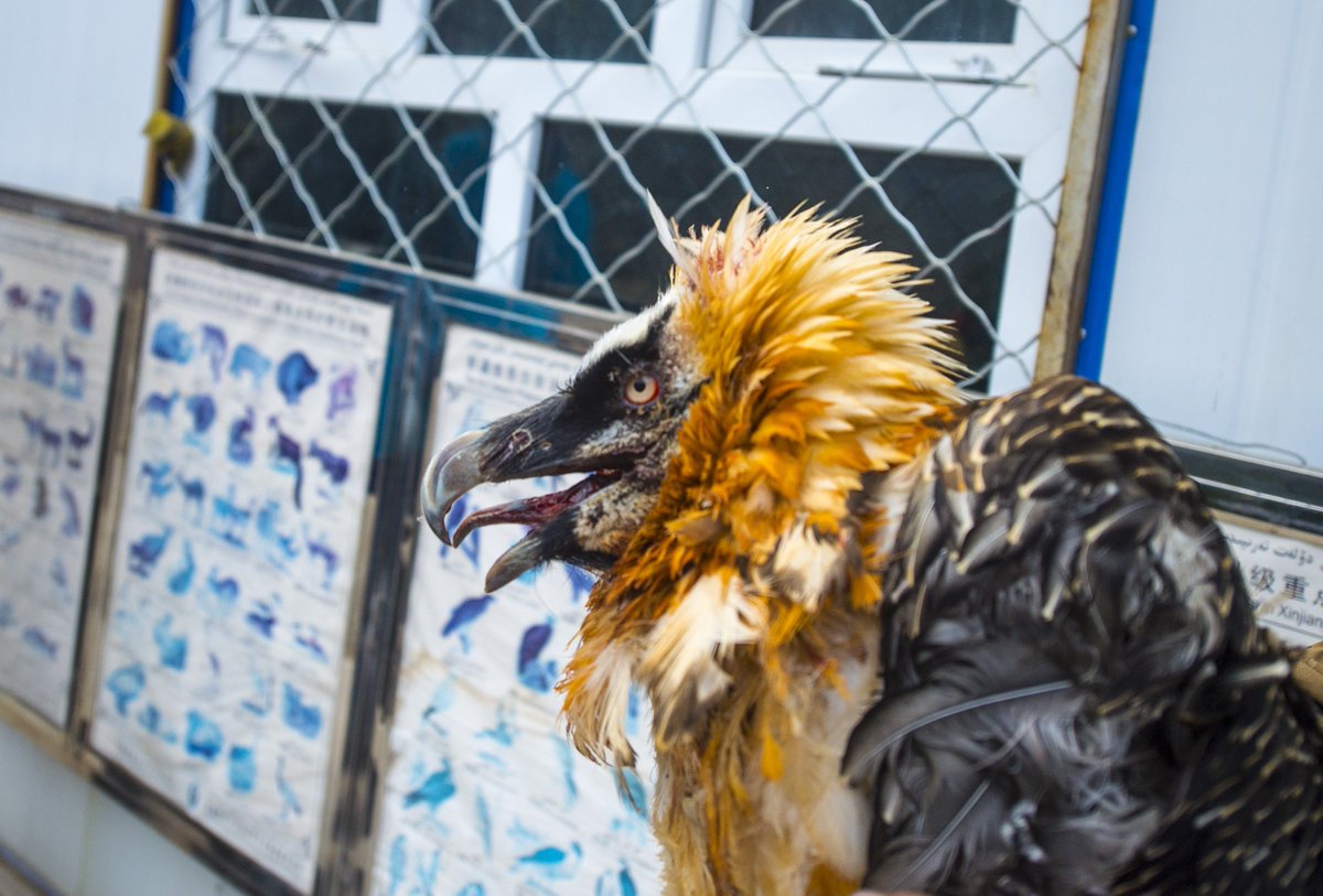 China Xinhua News On Twitter Angrybirds A Golden Eagle