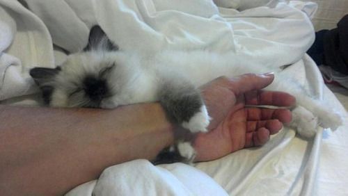 ImergencyCat's tweet photo. you win life if you cat cuddles with you https://t.co/jK1Z6Pygm1