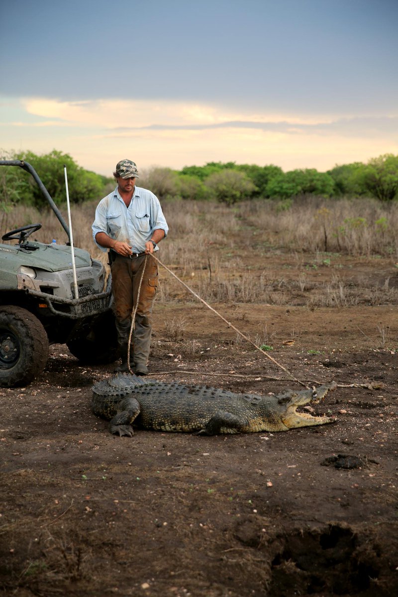 NatGeoAnimals's tweet photo. Animal relocator Matt Wright receives a call for help from a crew that is camping alongside the river at a large cattle ranch. #MonsterCroc starts NOW! https://t.co/8N7K8p4bhG