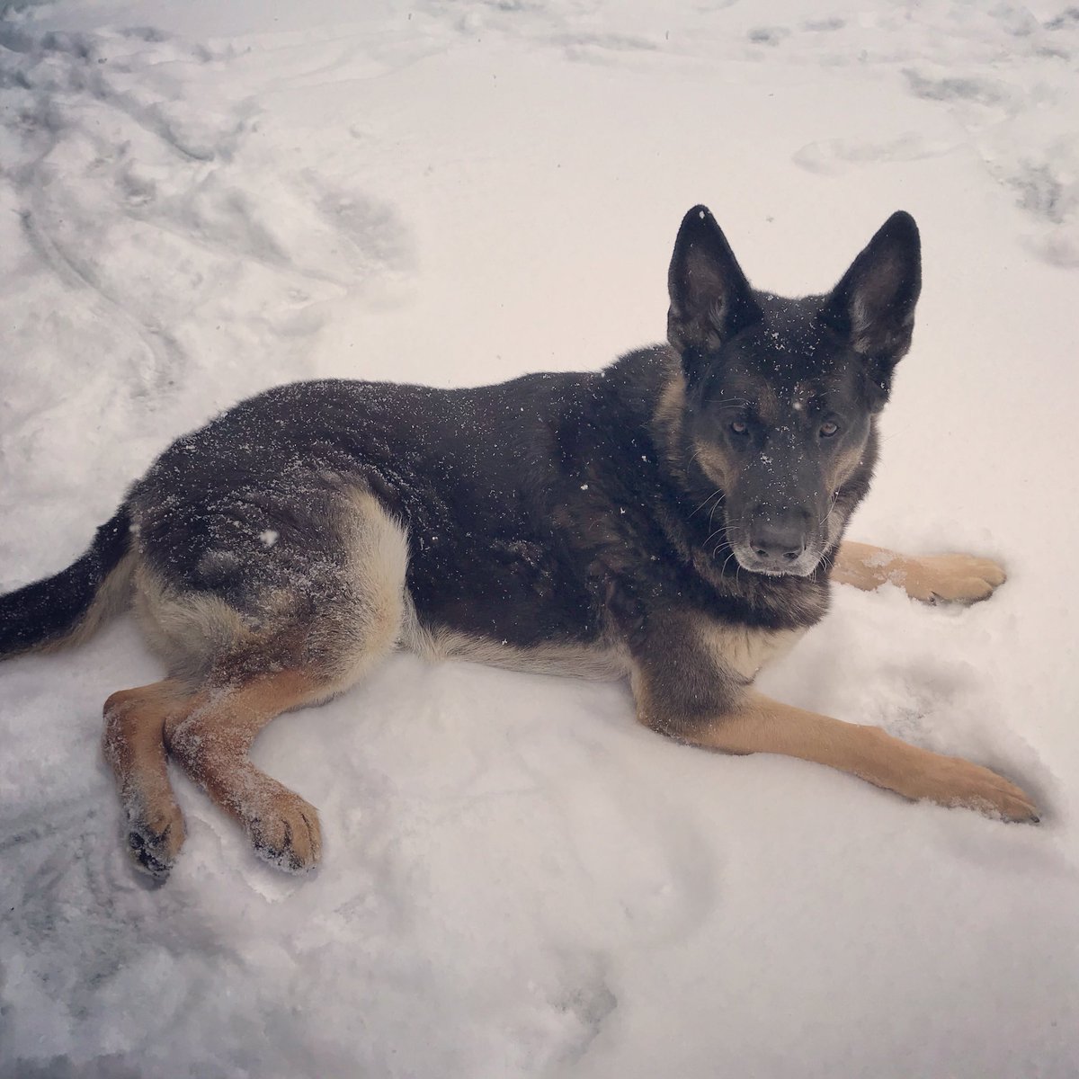 BassGal88's tweet photo. Had to put my beautiful #GSD down. He suffered from #degenerativemyelophy only 9 years old. #devastated #dmsucks #rainbowbridge https://t.co/GrKt8Vp3E9