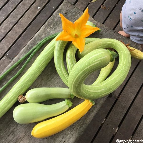 UrbanOrganicGar's tweet photo. Anyone with a good zucchini pickle recipe they would be happy to share? #zucchini #courgette #snakebeans
Join UOG'S MONTHLY SEED and GARDEN CLUB at https://t.co/x58wkOaAij π·: @myveggiepatch https://t.co/3bIfruSUVx