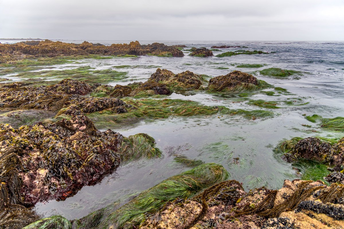 Monterey Tide Chart