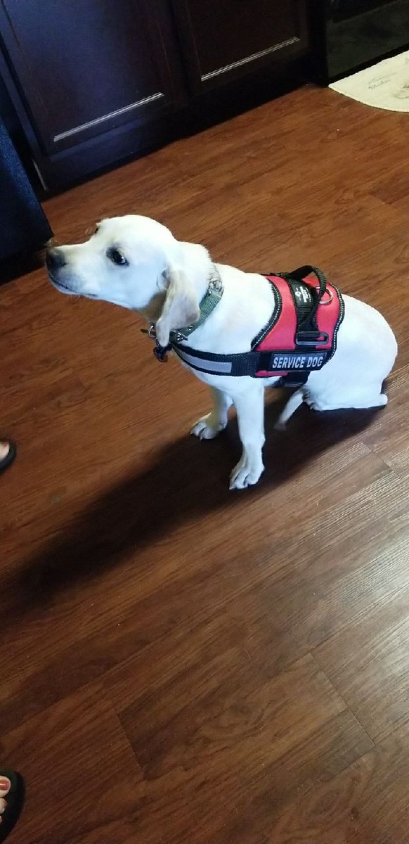 jleebonena's tweet photo. This little angel had changed our lives! #EmotionSupportAnimal #ESA #Bucky #Spanador https://t.co/QTnP7ZK8w4