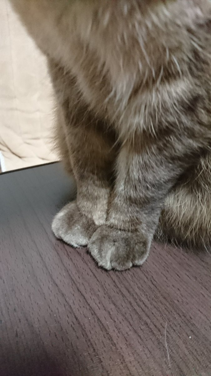 猫の手にできるあの線は実にけしからんので けしかライン と名付けよう 超分かる けしからん Togetter