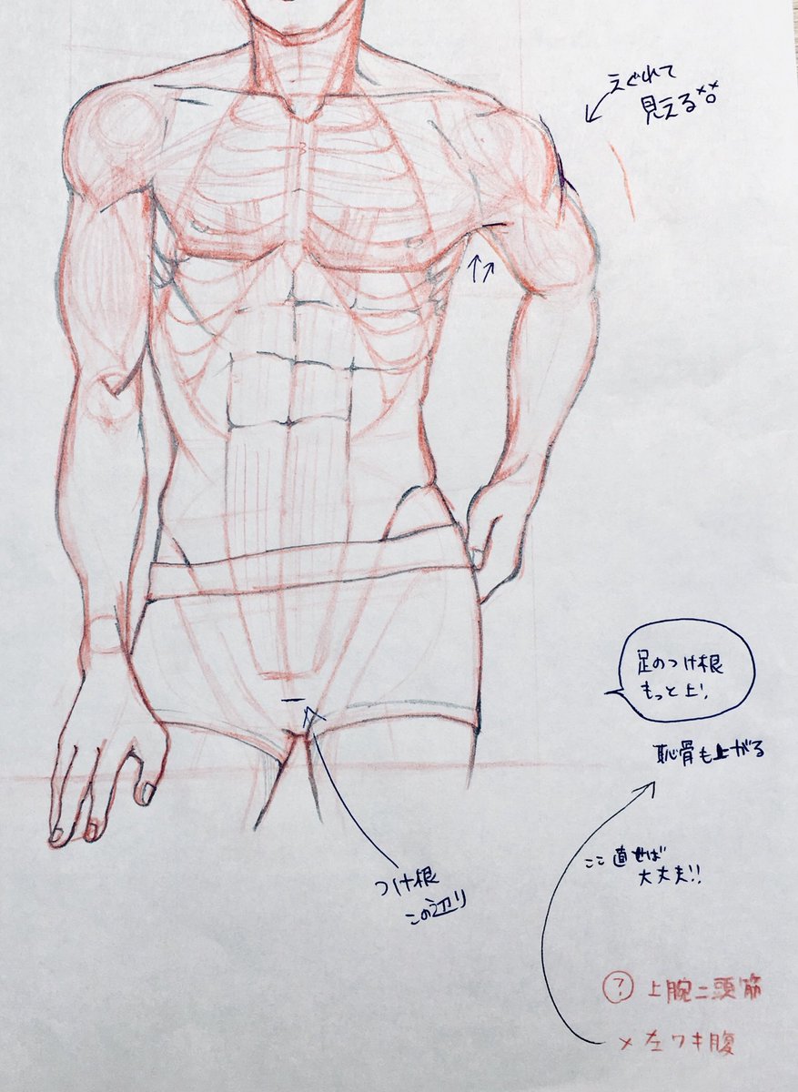 相変わらず、お勉強しつつ原稿をやってます…!✏️
骨から筋肉を描いたよ!先生からこの課題出た時、鼻血出るかと思ったよ🐽♡
モデルはサッカーの中田さんです。本当筋肉が綺麗だよね…✨もっと脱いで🤤📷