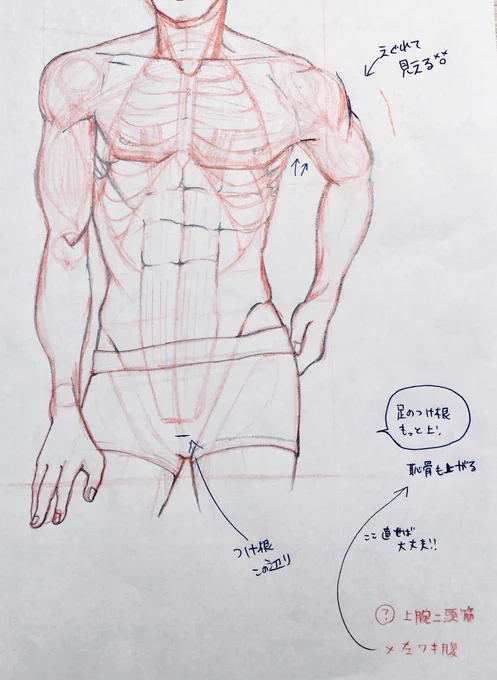 相変わらず、お勉強しつつ原稿をやってます…!✏️
骨から筋肉を描いたよ!先生からこの課題出た時、鼻血出るかと思ったよ🐽♡
モデルはサッカーの中田さんです。本当筋肉が綺麗だよね…✨もっと脱いで🤤📷 