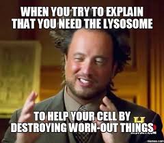 Lysosome_LEP's tweet photo. #OrganelleVote2018 #RooAPBio https://t.co/DkHUk1VaKq