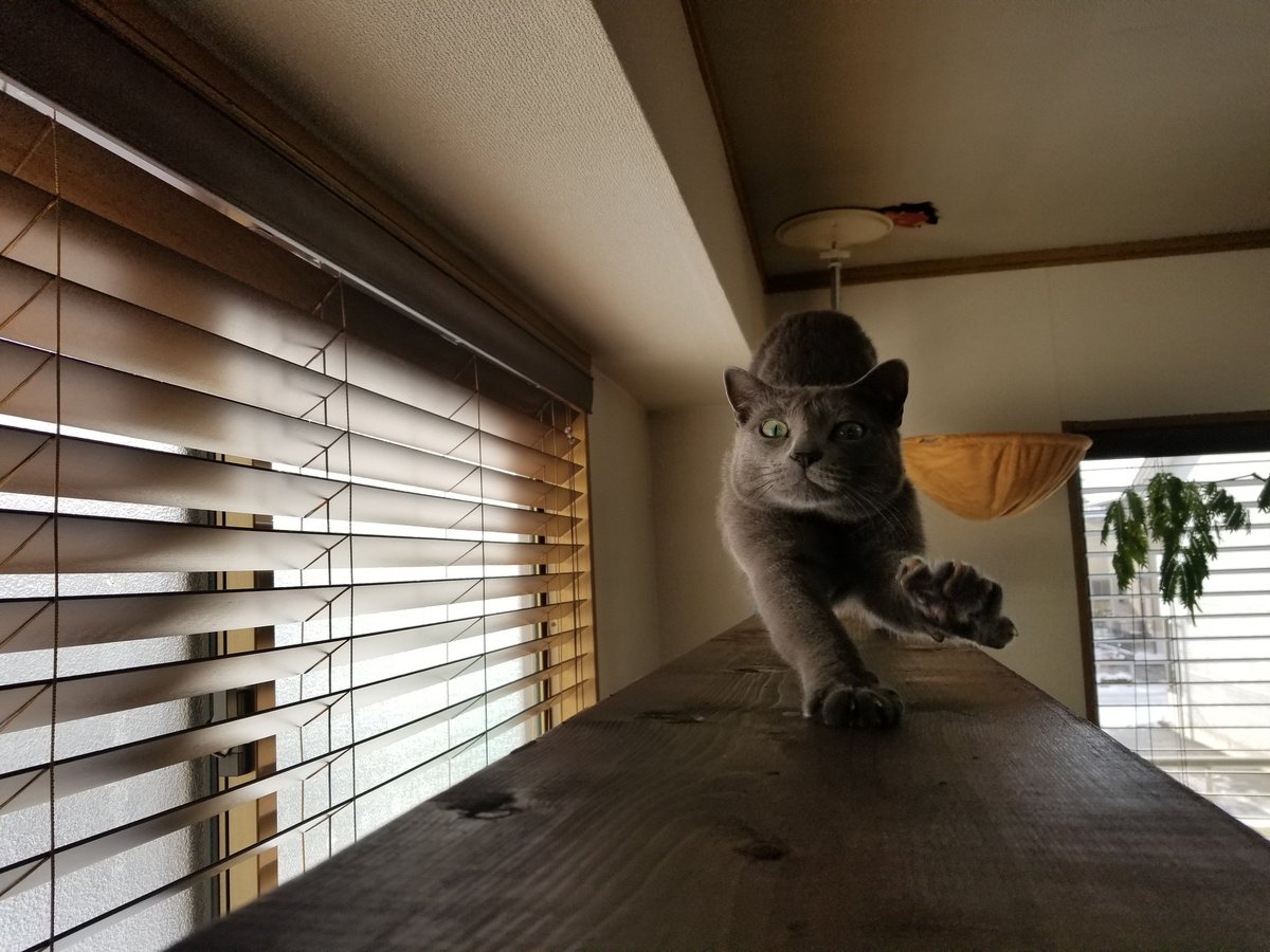 猫の手にできるあの線は実にけしからんので けしかライン と名付けよう 超分かる けしからん Togetter