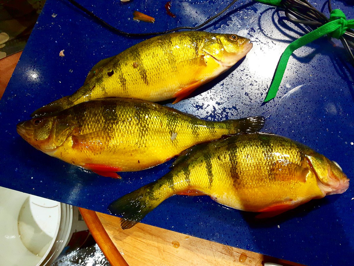 TheBassfish3r's tweet photo. Gotta love the jumbos! #shimano #sienna #stcroix #mojoice #13fishing #rapala #jiggingrap #icefishing #hardwater #perch #yellowperch #jumbo https://t.co/HmFx1UsAE0
