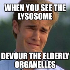 Lysosome_LEP's tweet photo. #OrganelleVote2018 #RooAPBio https://t.co/Mr8NGxT7C4