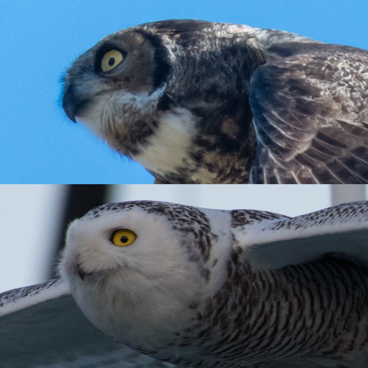 Joshua N Wiley Great Horned Owls And Snowy Owls Are Like Brown Bears And Polar Bears Or If You Will Like Different Versions Of The F 35 Different Colors Behavior And Ranges