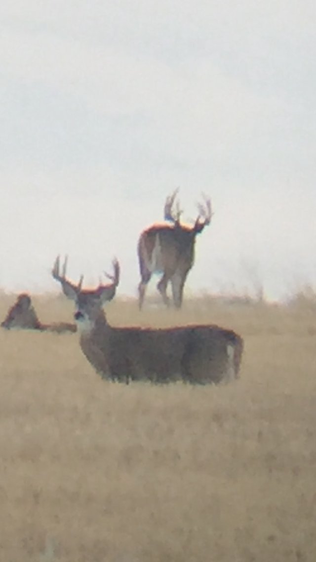 m70outdoors's tweet photo. Nice bucks still packing in Southern Alberta #targetbuck #buckfever #whitetaildeer #muledeer @VortexOptics @PhoneSkope @AlbertaFishGame https://t.co/PrCvPRxAtu