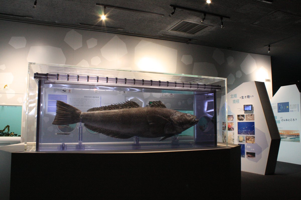 葛西臨海水族園 公式 日本では別名 ライギョダマシ とも呼ばれる南極大陸周辺海域に生息するスズキ目ノトテニア科の魚です 近い仲間のパタゴニアントゥースフィッシュとともに メロ という名前で売られています 個体数の減少が心配されており 葛西臨海水族園 公式 日本では別名 ライギョダマシ とも呼ばれる南極大陸周辺海域に生息するスズキ目ノトテニア科の魚です 近い仲間のパタゴニアントゥースフィッシュとともに メロ という名前で売られています 個体数の減少が心配されており