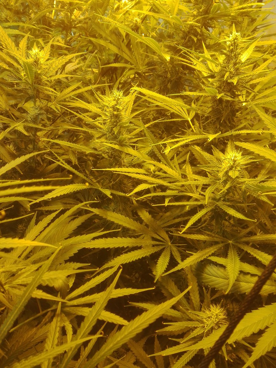 OrgaNack's tweet photo. Blessed Monday Everyone! W5D1 of Flower for the #Hydro grow. Frost has covered all the buds and the #RoyalCheese is stinking of...You guessed it, Cheese!🧀 #Cannabis#RoyalQueenSeeds #FastFlower #Relegalize #GrowYourOwn #StonerFam #Weed #BigNugs https://t.co/sp3O5LTuOD