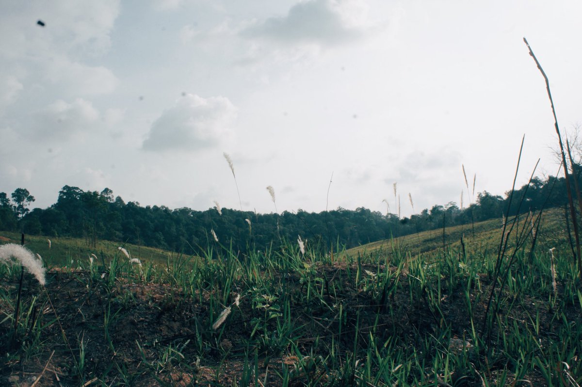 シロブルー tweet media