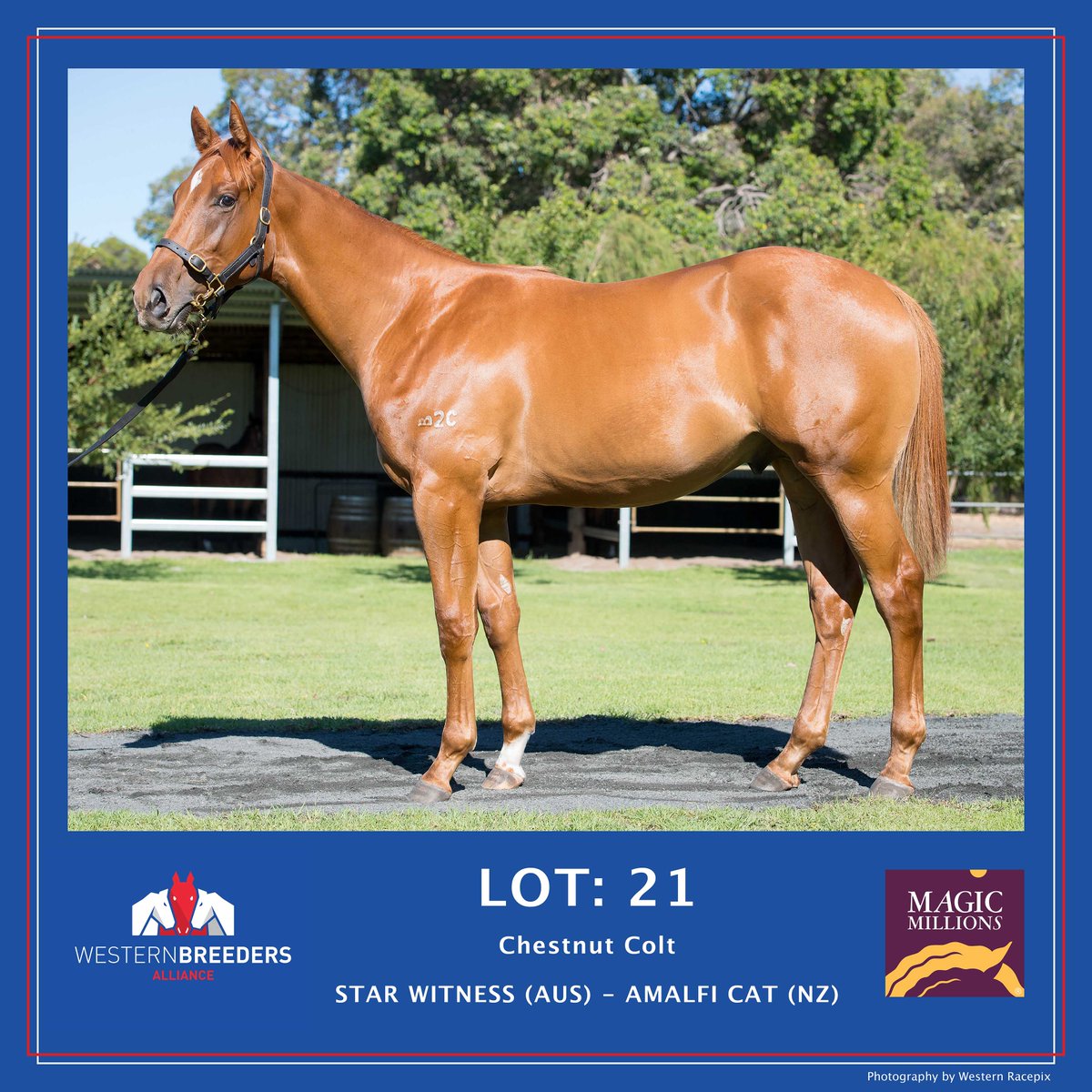 WesternRacepix's tweet photo. A selection of the Einoncliff Park yearlings, available through the draft of Western Breeders Alliance at the 2018 Magic Millions Perth Yearling Sale - Belmont Park Racecourse, Feb 19th-20th
#WesternRacepix #MagicMillionsPerth https://t.co/HAzNBrL3Y4