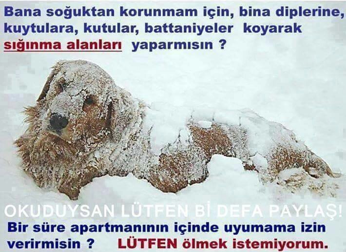 Paylaş!!
Onların bize ihtiyacı var!!
Onların da yaşam hakkı var!!
Haydi inan bu en büyük mutluluk, en güzel huzur....

#Pazartesi