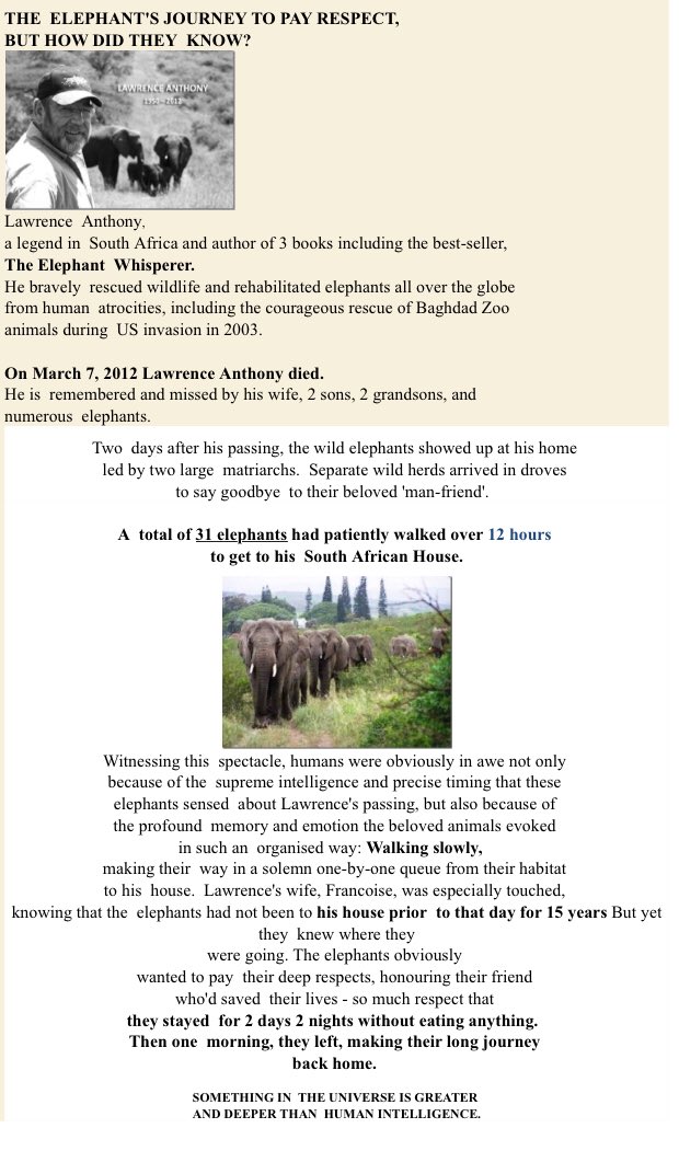 Elliegreyz tweet media