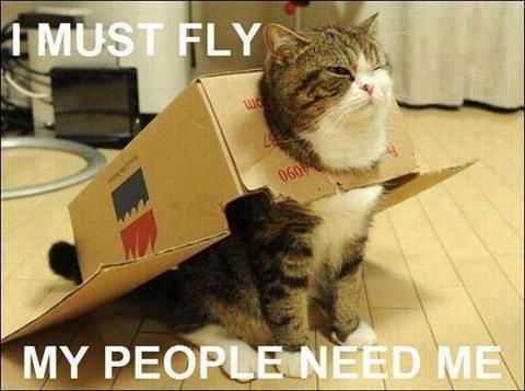 seen_jokes's tweet photo. i must fly #cat https://t.co/uh2UNlALvT https://t.co/mnxmCkyCGK