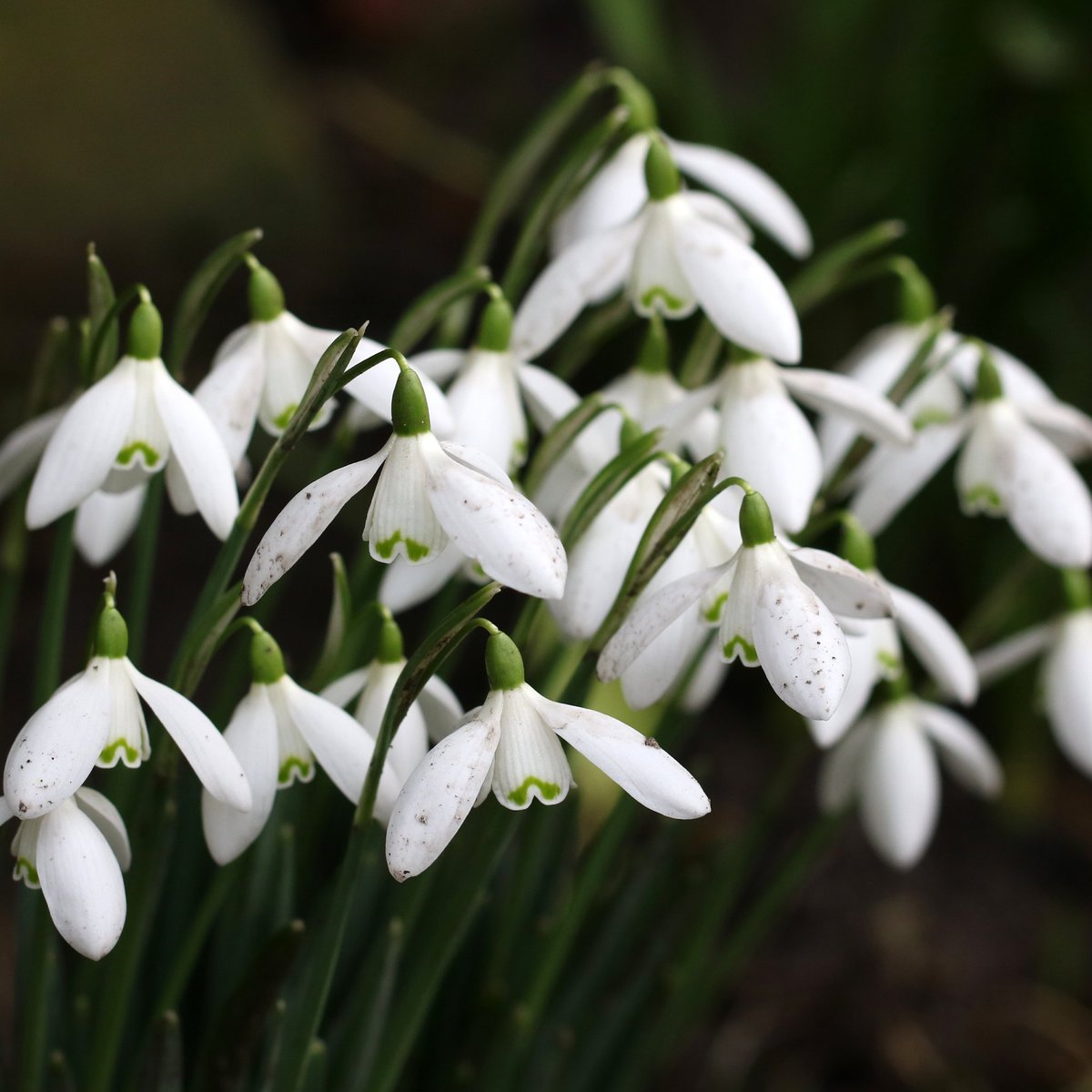 Very welcome January flowers in #mylittlegarden this week #happygardendays
