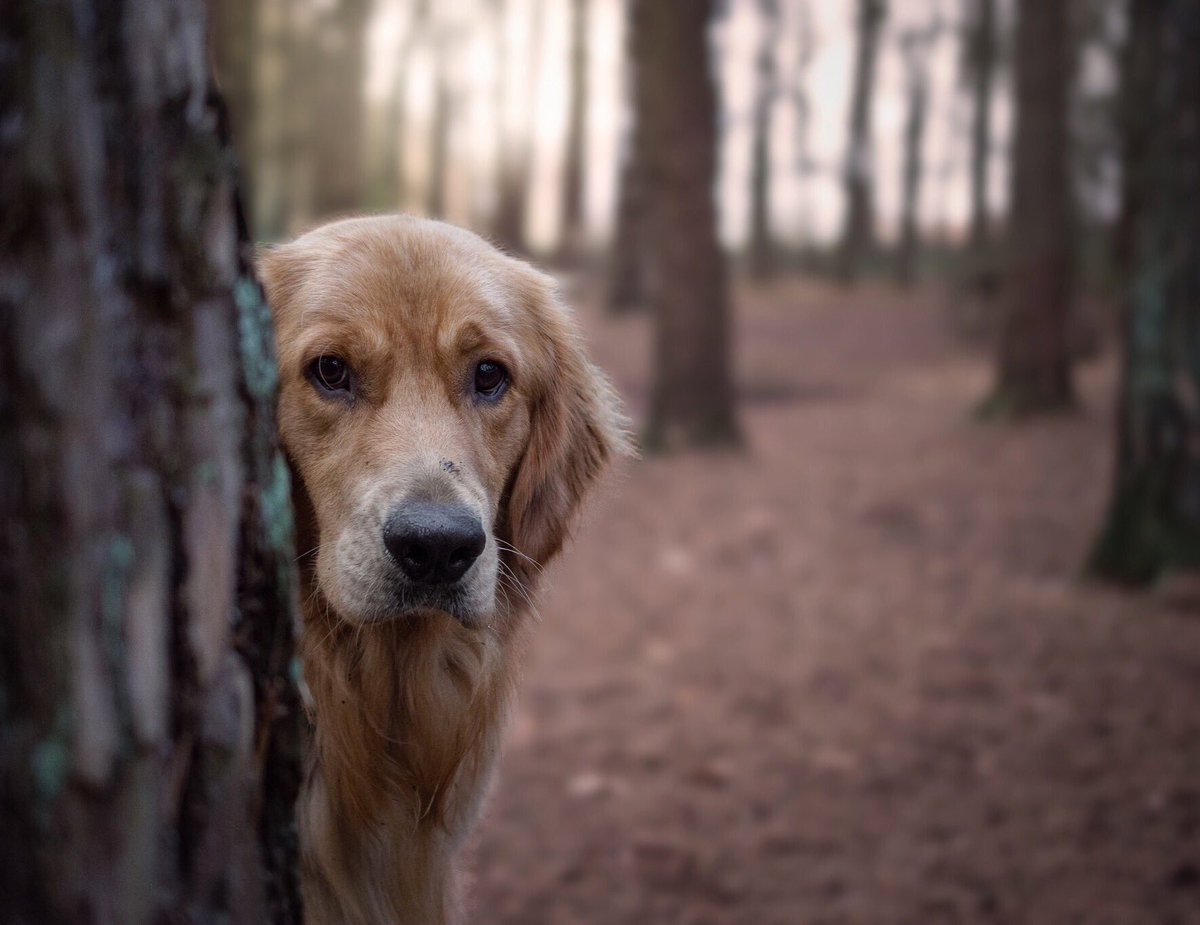 raised2guide's tweet photo. Hello Monday π ready to start my second week @GDlpool #MondayMotivaton #traineeguide @guidedogs #charles picture taken at Royden Park during one our last visits. https://t.co/Fb9vs0Xuap